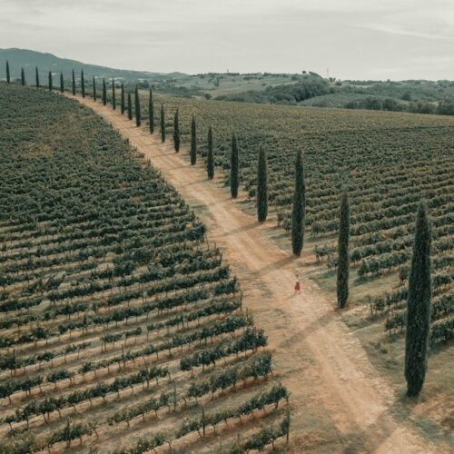 12-Day Italy Ultimate Experience (Rome, Tuscany, Venice & Amalfi) - Country road through Tuscan countryside