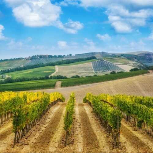 12-Day Italy Ultimate Experience (Rome, Tuscany, Venice & Amalfi) - Vineyard landscape in Tuscany