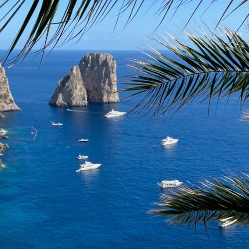 Capri Island Escape (Seasonal) - Palm tree near Capri's coastal waters